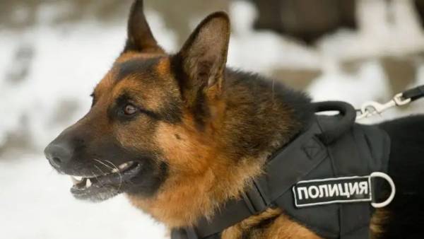 «Хорошие мальчики на страже правопорядка»: в полиции сообщили о количестве раскрытых дел с помощью служебных собак
